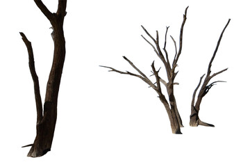 Deadvlei Wood Tree Png