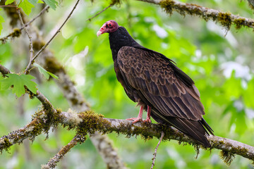 Wild turkey Vulture cathartes aura on tree branch with moss in closeup