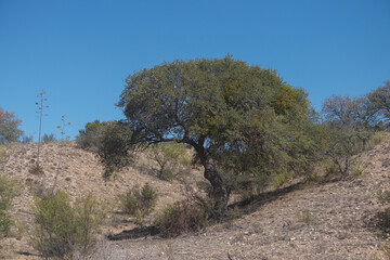 tree in the desert