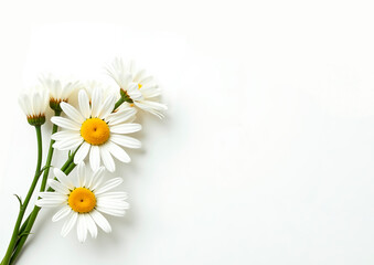 .white daisies on a white background