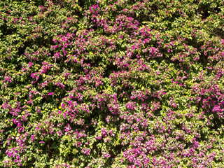 Obraz premium Dense green bush with delicate small pink flowers growing in serene city park. Perfect for illustrating urban nature, garden design and relaxing outdoor environments