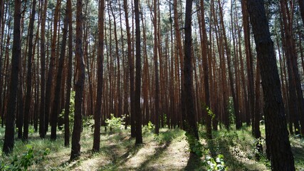 Pine Forest Interior with Sunlight Filtering Through Tall Tree Trunks