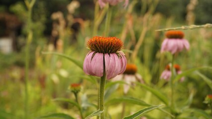 Echinacea flower blooms with orange central cone and pink petals in a garden