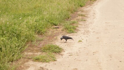 Crow Foraging on a Sandy Path Beside Overgrown Grassland