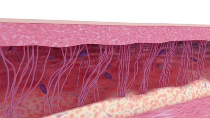 Skin rejuvenation and wrinkle reduction treatment. Medical 3d animation. Ad for cosmetics products. 