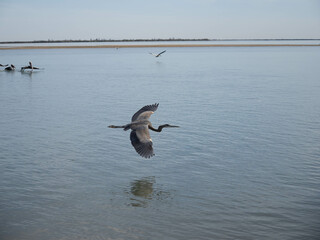 great blue heron on flight over the sea
