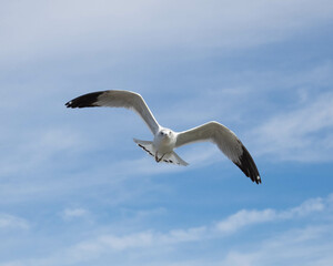 seagull in flight