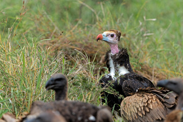 White-headed vulture (Trigonoceps occipitalis) trying to impress other vultures at a prey in Kruger National Park in South Africa