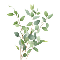 Obraz premium Eucalyptus, transparent background, isolated image