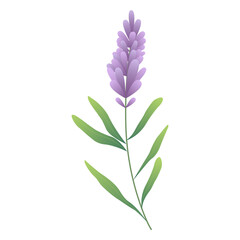 Summer flower, lavender. Botanical art, minimal design element. Flat vector illustration isolated on white background for summer banners, social media designs