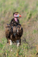 White-headed vulture (Trigonoceps occipitalis) trying to impress other vultures at a prey in Kruger...