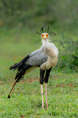 Secretary Bird (Sagittarius serpentarius) walking and hunting on the green plains in a Game Reserve in Kwa Zulu Natal in South Africa