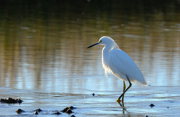 Snowy egret