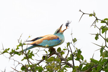 European Roller, Coracias garrulus , eating an insect in Kruger National Park in South Africa