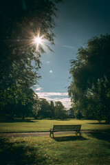 Scenic park bench under the bright sun inviting contemplation and relaxation in nature's serene setting