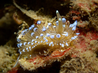 Blaue Dickkolbenschnecke, unterwasser fotografiert an der Costa Brava, Mittelmeer, Spanien