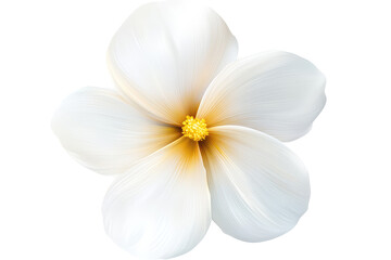 A single white plumeria flower with a yellow center on a black background in a close up studio shot