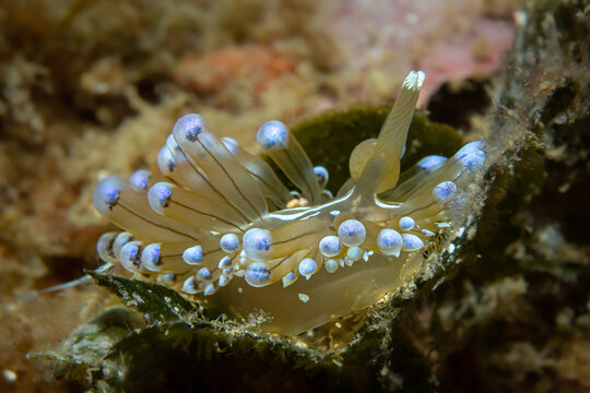Blaue Dickkolbenschnecke, unterwasser fotografiert an der Costa Brava, Mittelmeer, Spanien