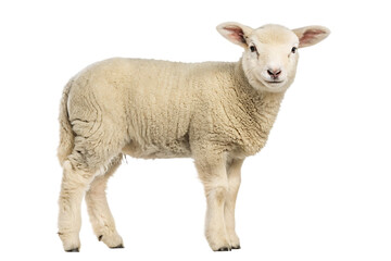 Fototapeta premium Cute lamb standing isolated on a white background png