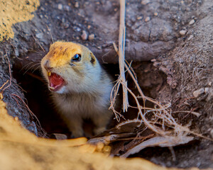 Ground squirrel
