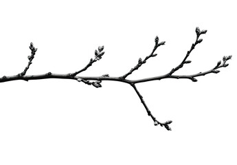 A close-up of a slender, dark branch with several small, tightly closed buds along its length, set against a pure black background.  The image emphasizes texture and detail of the dormant branch