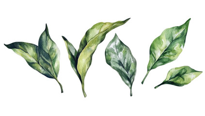 Watercolor painting of several green tea leaves, varying in shade and orientation, displayed against a black background.  The leaves show intricate detail and texture
