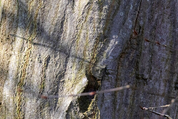 Beech trunk texture – high-resolution wood bark surface