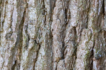 Close up tree bark texture as a wooden background