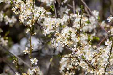 Blossoms on a blackthorn tree (lat.: Prunus spinosa) in spring, flowering fruit tree in a beautiful natural environment