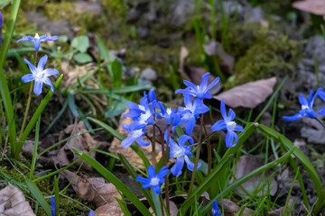 many blue flowers of the star hyacinth on a meadow at springtime