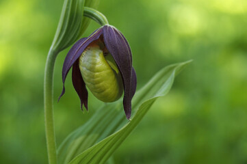 Frauenschuh-Orchidee im Aufblühen
