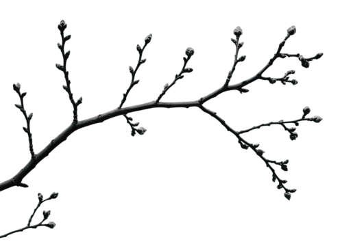 A dark, slender branch extends diagonally, adorned with numerous small, unopened buds.  The branch is detailed, showing texture and subtle variations in tone against a pure black background