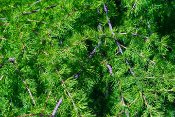 Young spring branches of larch