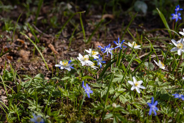 White Wood anemone flower in spring in the beautiful nature