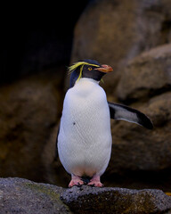 Macaroni penguin 
