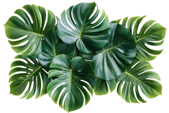 Overhead close-up shot of several large, vibrant green tropical leaves arranged in an overlapping pattern against a black background, showcasing intricate veining and texture