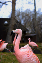 pink flamingo in the zoo
