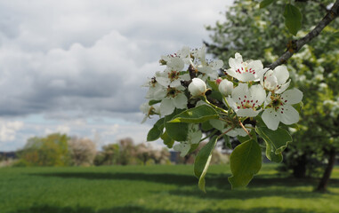 Birnbaumblüte