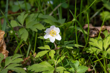 White Wood anemone flower in spring in the beautiful nature