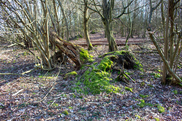 Fototapeta premium Large tree trunk covered with green moss