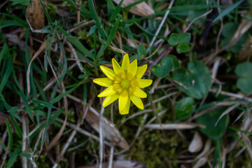 Yellow flower lesser celandine with green leaves