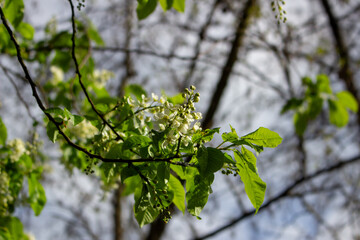White blossoming apple trees in the sunset light. Spring season, spring colors.