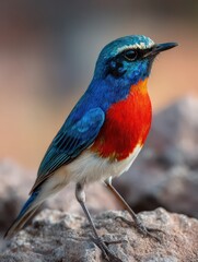 Obraz premium A brightly colored bird stands on rugged rocks, showcasing its striking blue and red feathers. The environment is natural and serene as sunlight illuminates the scene