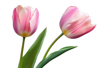 Two pink and white tulips with green leaves against a black background in a close up shot