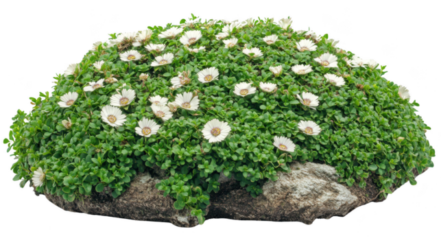 Delosperma Congestum with White Flowers Isolated on PNG transparent background
