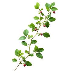 Wild Blueberry Branch Green Leaves Red Berries Black Background
