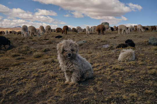 Long Haired Herding Dog 