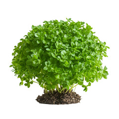 Naklejka premium Lush green microgreens plant in soil