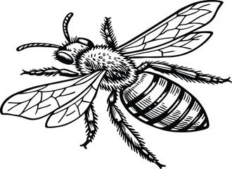 Highly detailed black and white vector illustration of a honey bee, symmetrical top-down view. Realistic line art style with fine stippling and hatching for texture.