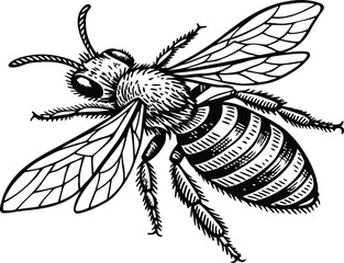 Highly detailed black and white vector illustration of a honey bee, symmetrical top-down view. Realistic line art style with fine stippling and hatching for texture.